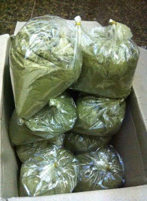 Bạn đã hiểu gì về "thần dược chữa bệnh" bột trà xanh? 