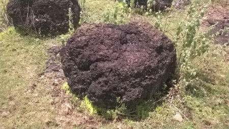 Bí ẩn bãi đá hình người giữa rừng sâu