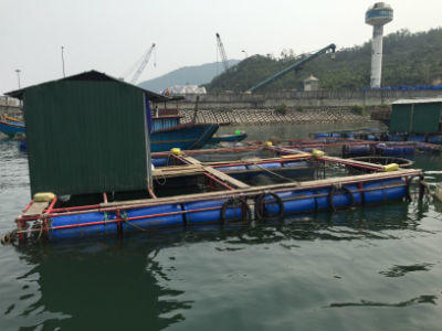 Vì sao cá chết bất thường ở vùng biển Vũng Áng?