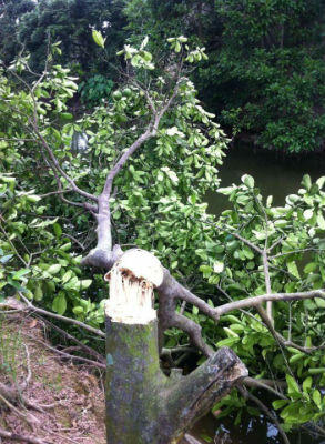 Hưng Yên: Tạm đình chỉ hai vụ án nghiêm trọng vì không xác định được thủ phạm(!?)