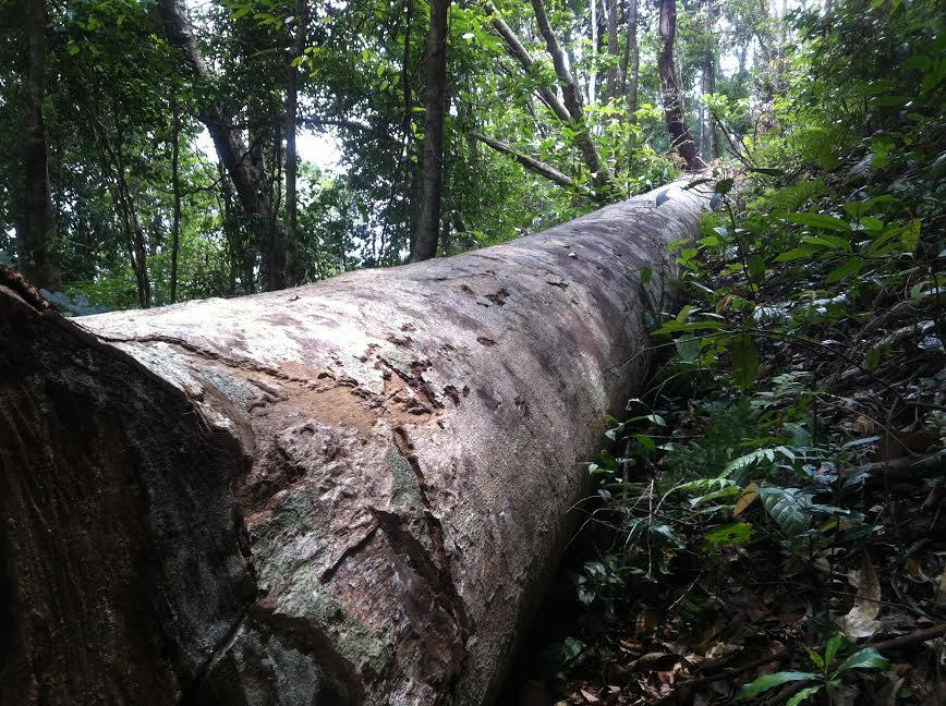 Kon Tum: Phó Chủ tịch huyện Tumơrông theo phóng viên đi xem rừng "chảy máu"