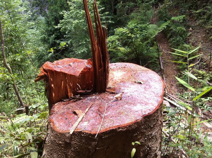 Kon Tum: Phó Chủ tịch huyện Tumơrông theo phóng viên đi xem rừng "chảy máu"