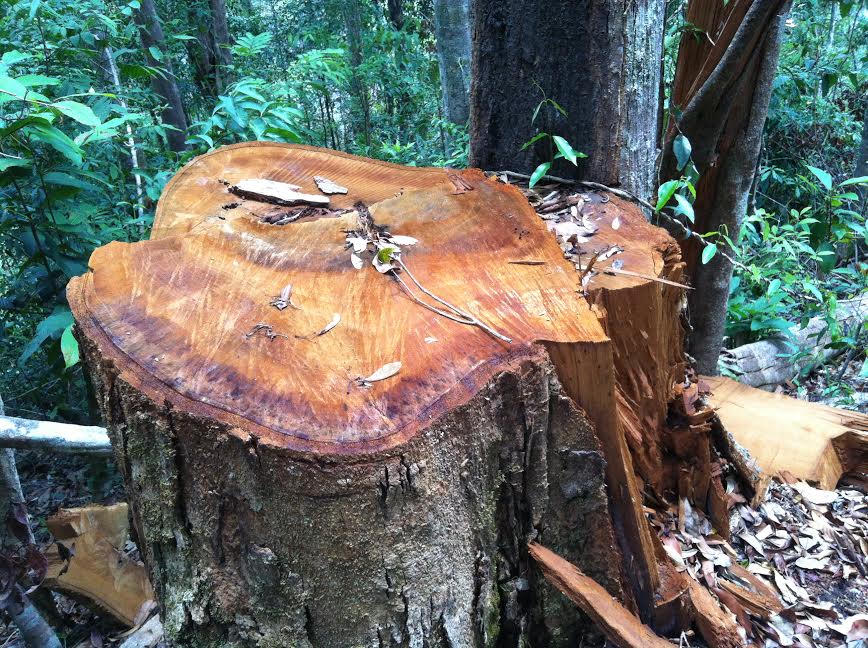 Kon Tum: Phó Chủ tịch huyện Tumơrông theo phóng viên đi xem rừng "chảy máu"