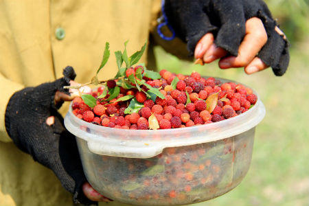 Săn dâu rừng trên dãy Hoành Sơn