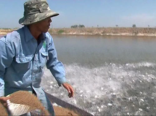 Triệu phú cá thác lác cườm ghép cá sặc rằn 