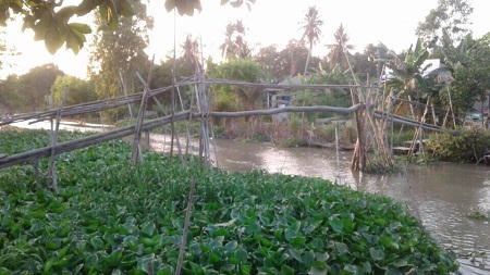 Hoa Hậu xóa cầu “khỉ”