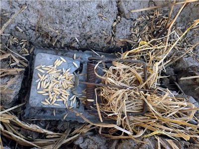 Cảnh báo những cái bẫy chết người tại Đồng bằng sông Cửu Long