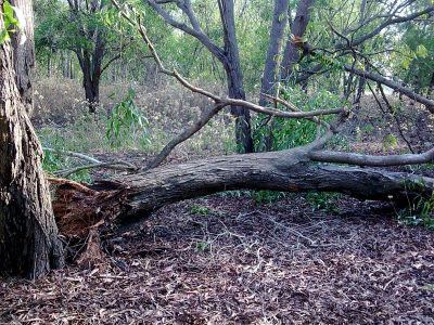 Bình Thuận: Khắc phục hậu quả bão lụt lại bị buộc tội “phá rừng”?