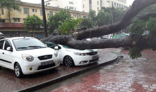 Hà Nội mưa to gió đẩy nghiêng xe máy, cây bật gốc đè ô tô