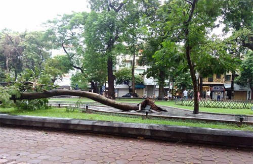 Hà Nội mưa to gió đẩy nghiêng xe máy, cây bật gốc đè ô tô