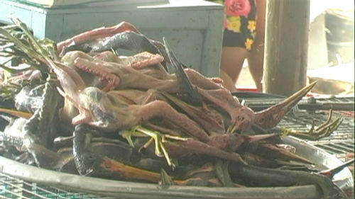 Đồng Tháp: Báo động thực trạng săn bắt, buôn bán động vật hoang dã