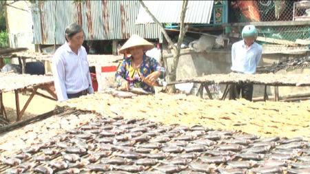 Làng khô cá Phú Thọ nhộn nhịp vào mùa