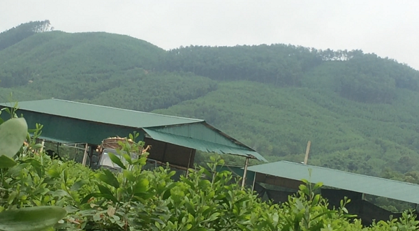 San phẳng đất rừng xây nhà máy gỗ dăm trái phép