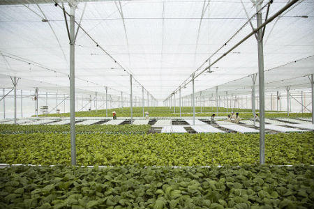 Vingroup liên kết với nông dân cung ứng nông sản sạch và an toàn