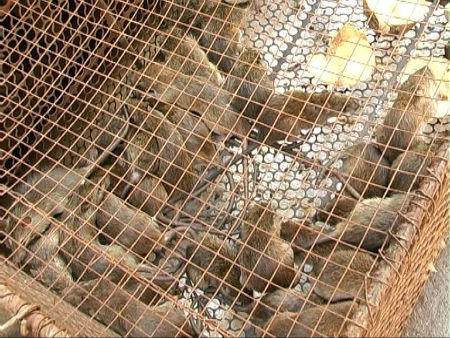 Mê mẩn nghề săn chuột ở Đồng Tháp Mười