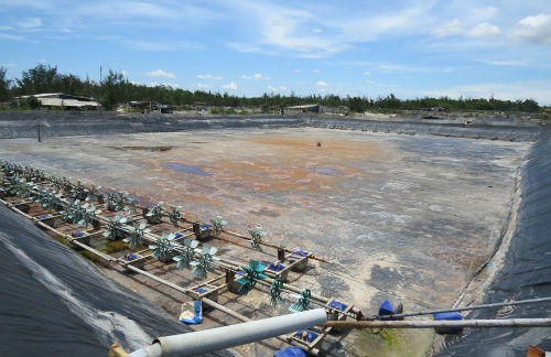 Bạc mặt vì tôm thẻ chân trắng