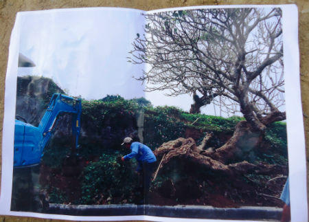 Người liên quan lên tiếng vụ 'bứng cây quý biếu cán bộ tỉnh'