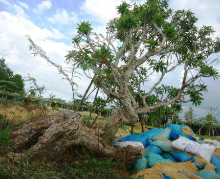 Người liên quan lên tiếng vụ 'bứng cây quý biếu cán bộ tỉnh'