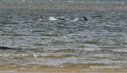 Bức ảnh rõ nét nhất về ‘quái vật hồ Loch Ness’