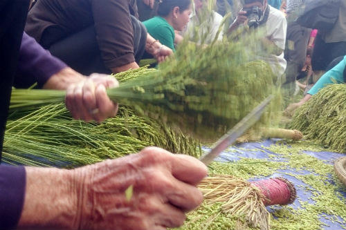 Đặc sắc tinh hoa hương cốm Mễ Trì