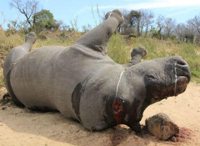 Thông điệp mạnh mẽ về vấn nạn buôn bán sừng tê giác