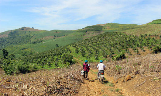 Kỳ thú vườn 'rồng xanh' trên đỉnh trời