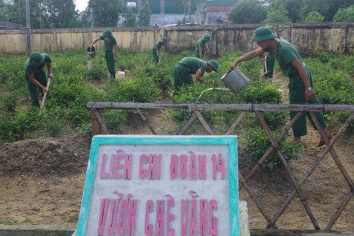 Vườn chè vằng đoàn viên