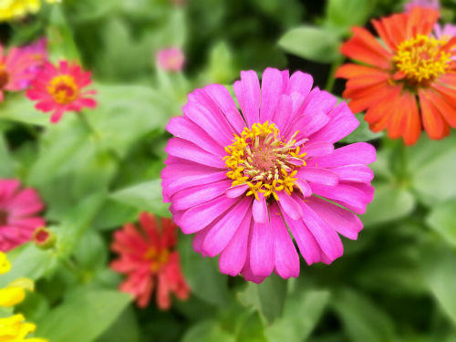 Huawei tham vọng chiếm phân khúc smartphone tầm trung