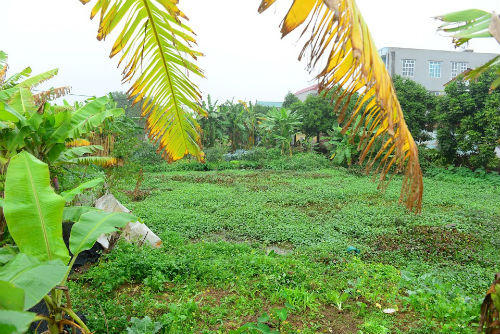 Hải Dương: Doanh nghiệp thuê đất, 6 năm không được bàn giao