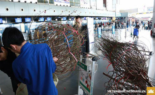 Đào, mai xuôi ngược Bắc Nam…