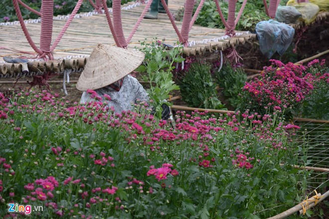 Kiếm bội tiền từ việc trồng hoa giữa lòng hồ sen