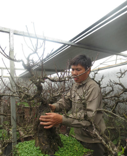 “Vua” đào thất thốn giữa Thủ đô