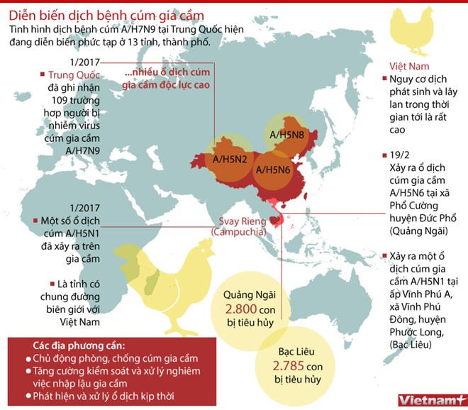 [Infographic] Dịch cúm gia cầm đang diễn biến phức tạp