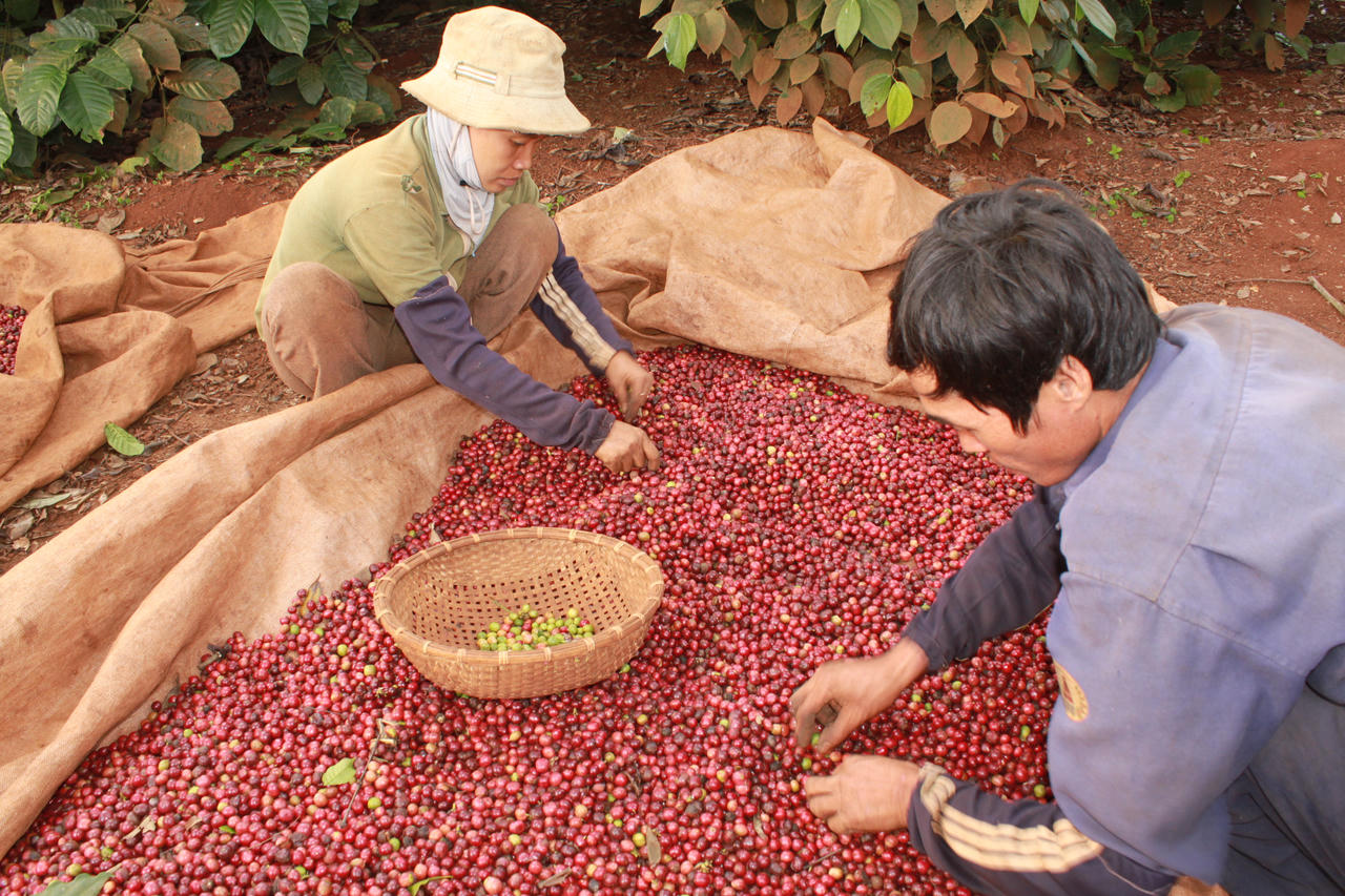 Lễ hội cà phê Buôn Ma Thuột 2017: Nhiều khác biệt 
