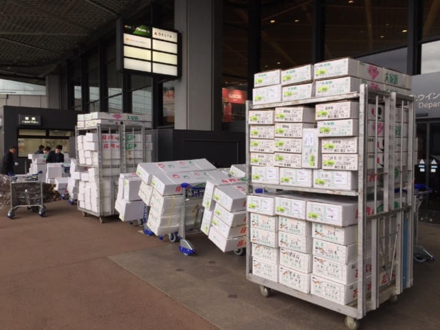 12.000 cành hoa anh đào đã về tới Hà Nội