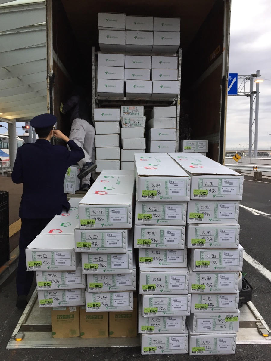 12.000 cành hoa anh đào đã về tới Hà Nội