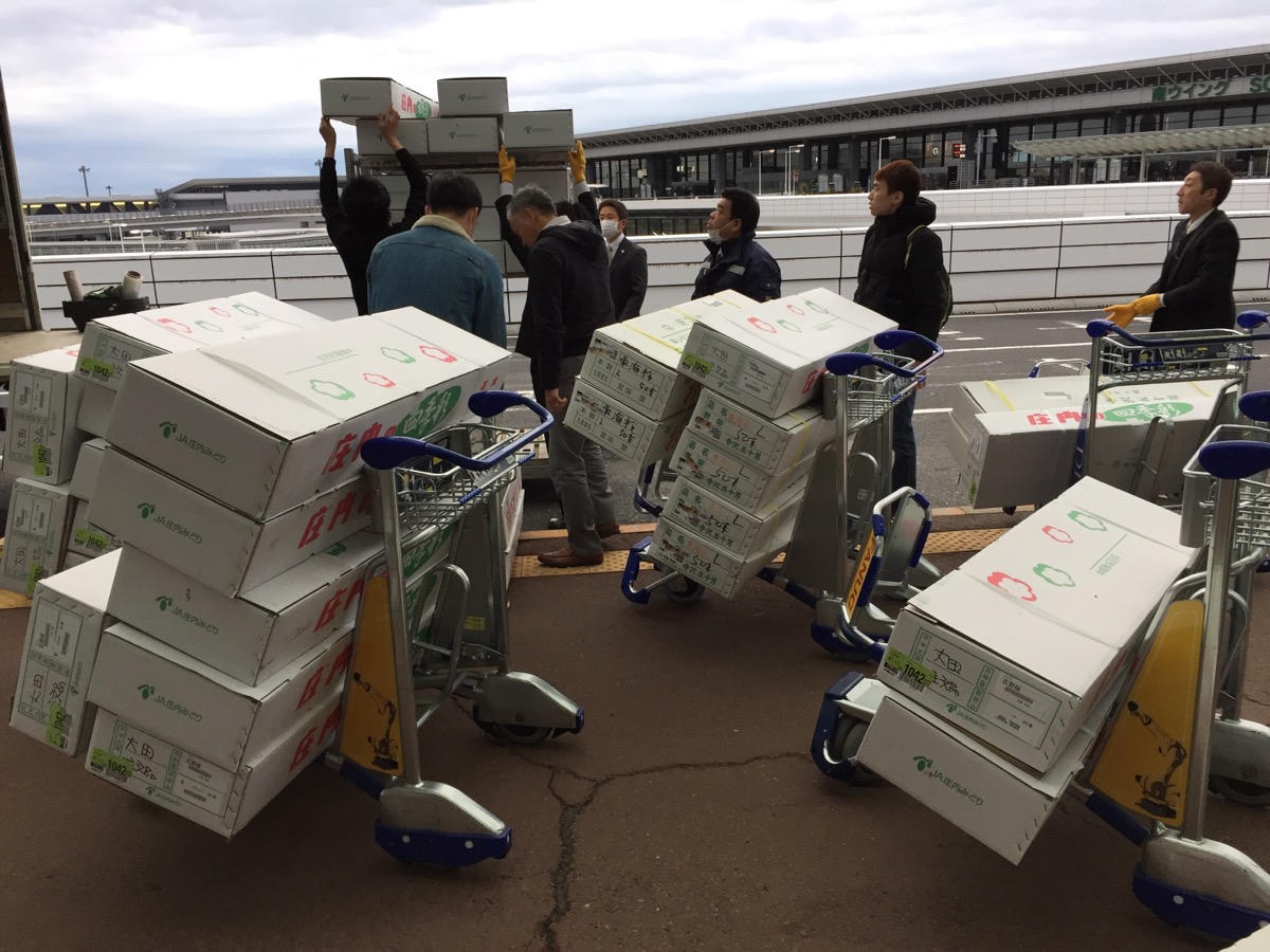 12.000 cành hoa anh đào đã về tới Hà Nội