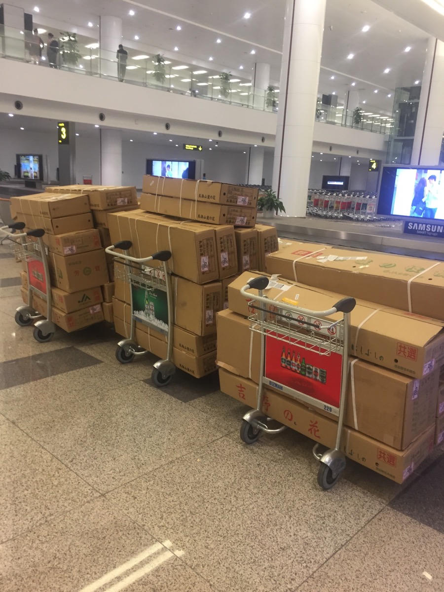 12.000 cành hoa anh đào đã về tới Hà Nội