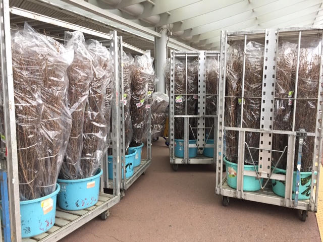 12.000 cành hoa anh đào đã về tới Hà Nội