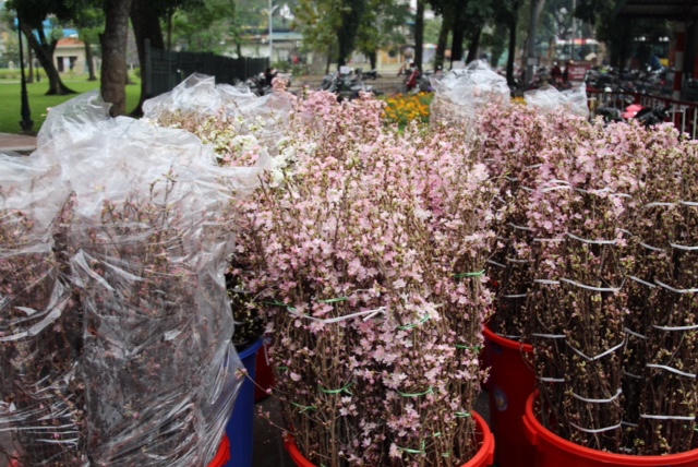 12.000 cành hoa anh đào đã về tới Hà Nội