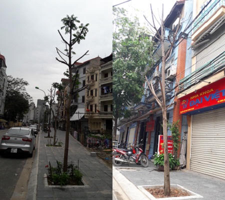 Hà Nội: thêm một vụ cây xanh bị triệt hại