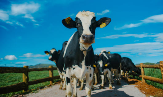 Vinamilk tiên phong nâng cao chất lượng ngành sữa với trang trại Organic đầu tiên tại Việt Nam