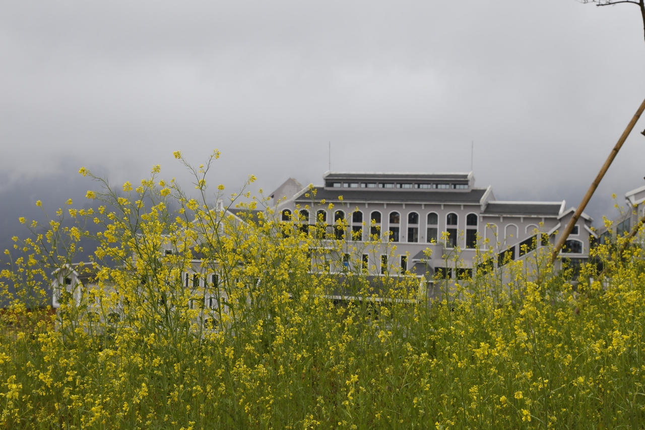 Chiêm ngưỡng hàng ngàn cây đỗ quyên tại Fansipan Legend