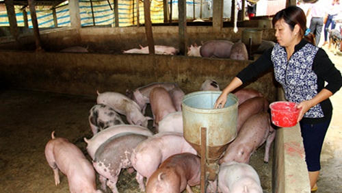 Tín dụng chính sách gieo mầm xanh no ấm trên vùng cao Yên Lập