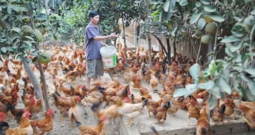 Tín dụng chính sách gieo mầm xanh no ấm trên vùng cao Yên Lập