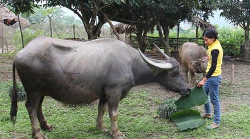 Tín dụng chính sách gieo mầm xanh no ấm trên vùng cao Yên Lập