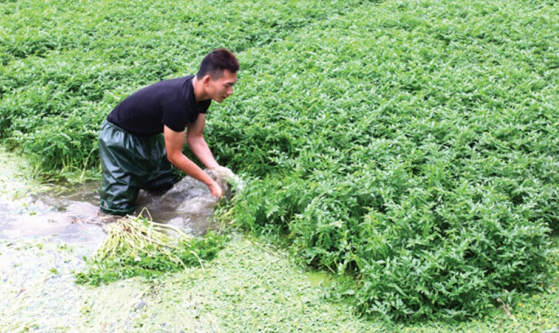 Hiệu quả vốn vay ưu đãi ở Hoàng Lương