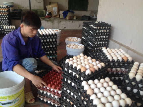 Cơn bão giảm giá: Chưa xong thịt lợn, lại đến trứng gia cầm