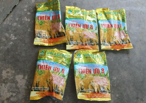 Hà Tĩnh: Nguy cơ mất mùa vì hàng ngàn hecta lúa bị bệnh đạo ôn