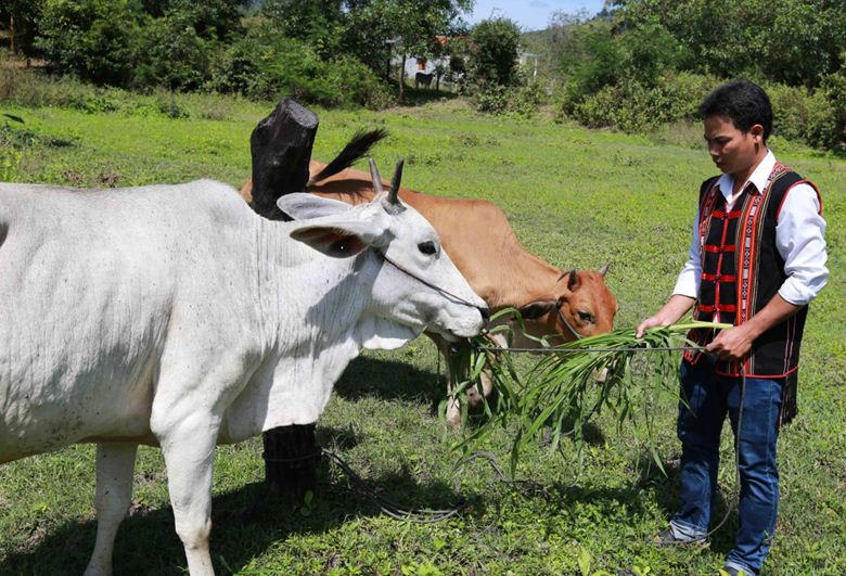 “Cú hích” tín dụng chính sách nơi đất võ Bình Định